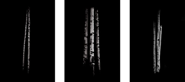 Ansel Aspens Triptych (HOLIDAY SALE) - Framed Print