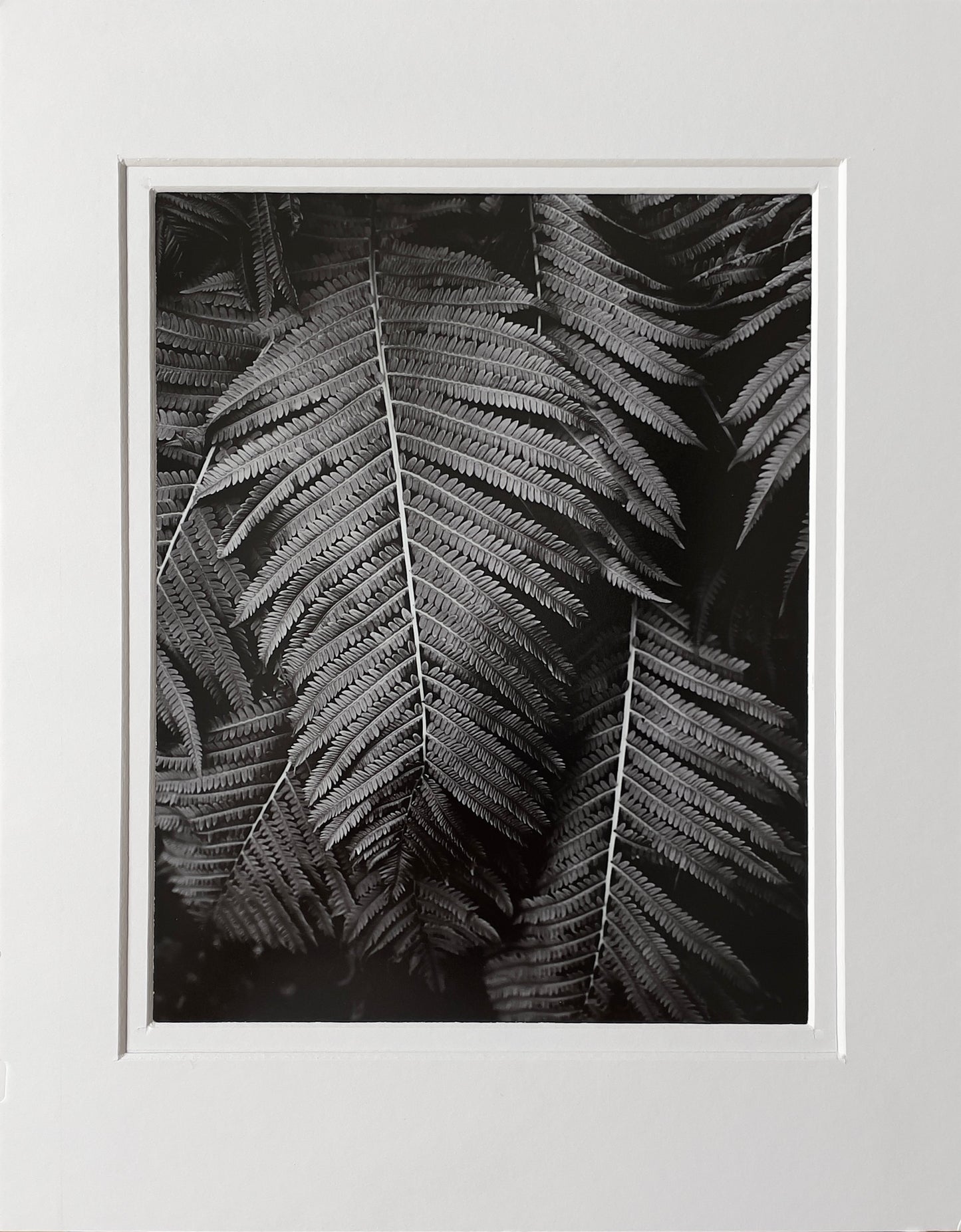 8x10 Matted Prints - First Edition